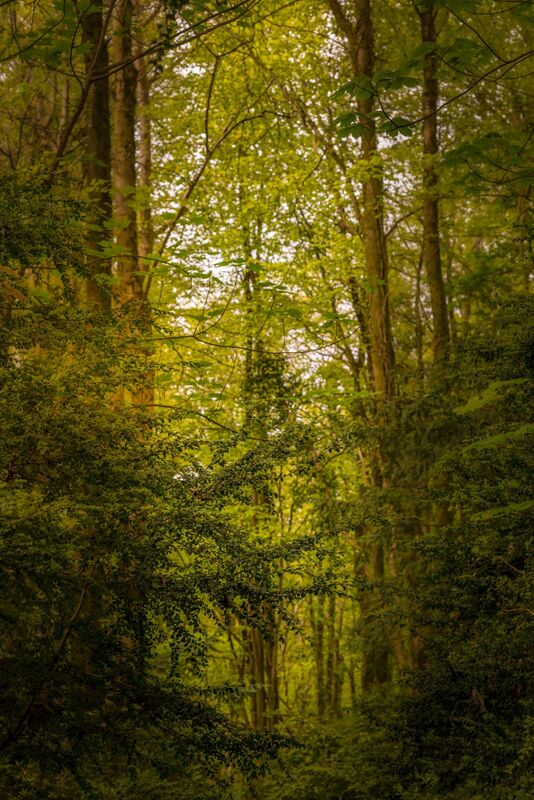 Into the Woods 3