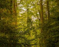 Into the Woods 3