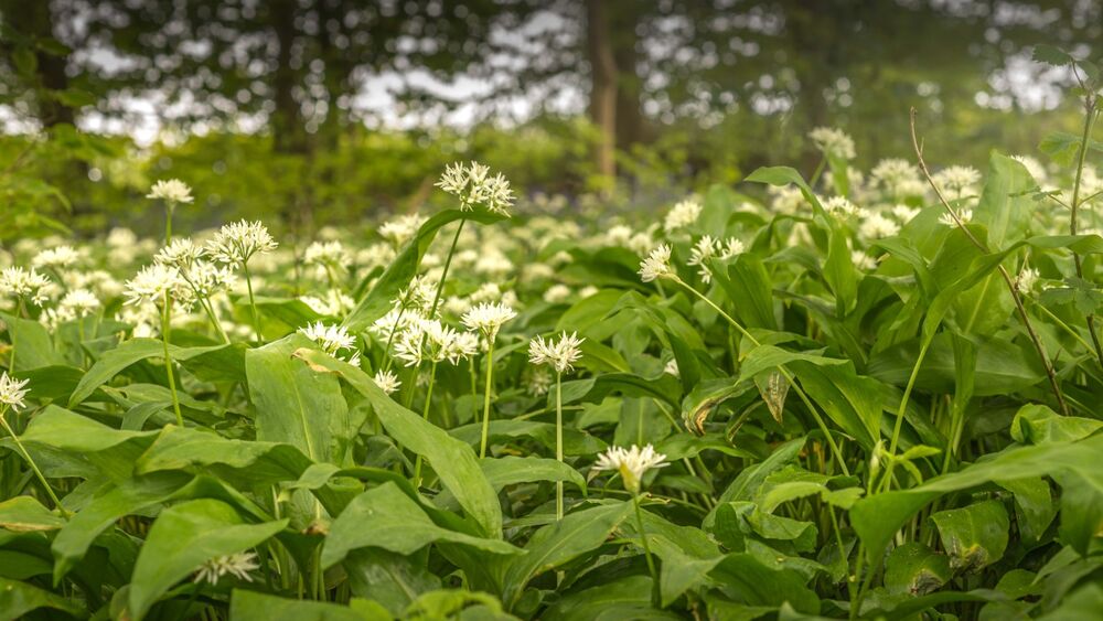 Wild Garlic