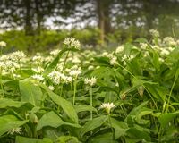 Wild Garlic