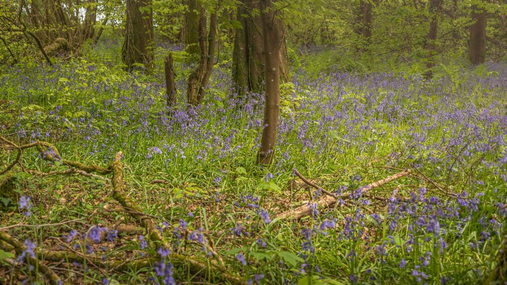 Bluebell Wood