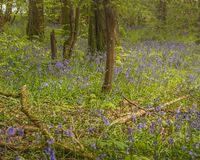 Bluebell Wood