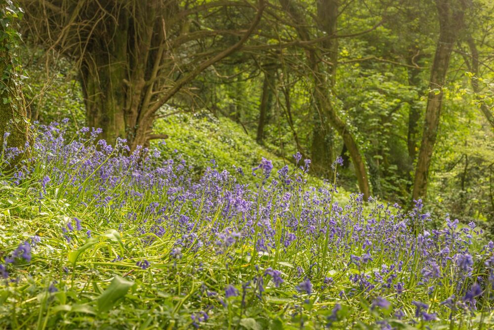 Bluebell Wood 2