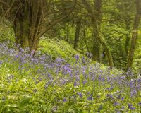 Bluebell Wood 2
