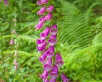 Digitalis