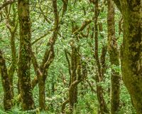 Enchanted forest
