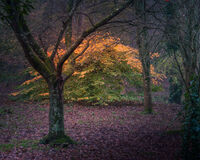 Light in the gloom