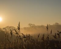 Misty morning3