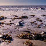 Low down seaweed
