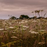 Carpet of Cow Parsley