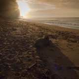 Driftwood
