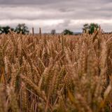 Field of Gold