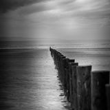 Line of wooden posts 1