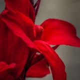 Macro Red