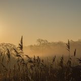 Misty morning3