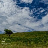 One tree hill