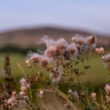 Scattered by the wind