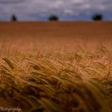 Sunlit gold