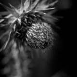 Thistle BW