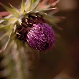 Thistle