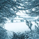 Through the trees