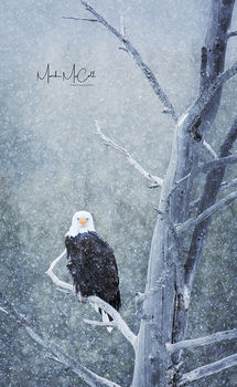 Bald eagle in snowstorm, Yellowstone NP, Montana
