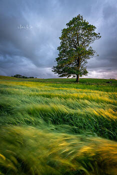 Summer tree, Ayrshire, Scotland