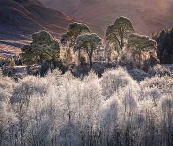 Hoarfrost pines and birches, Scottish Highlands