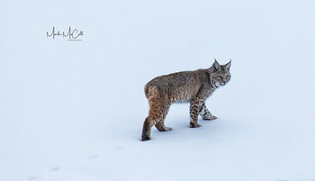 Bobcat, Yellowstone NP, Montana, USA