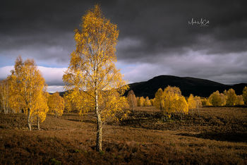 Autumn birch colours, Cairngorm national park, Scotland