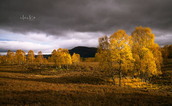 Autumn splendour, Cairngorms national park, Scotland