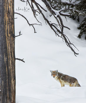 Wiley Coyote, Yellowstone NP, Montana