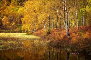 Autumn in the Cairngorms, Scotland