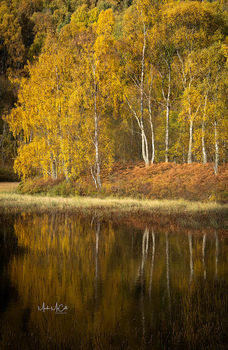 Reflected birch trees in Autumn, Cairngorms, Scotland