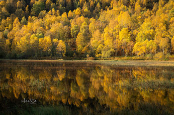 Autumn colour in the Cairngorms, Scotland