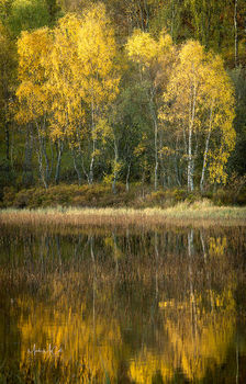 Reflected autumnal birch trees, Cairngorms, Scotland