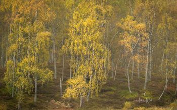Autumnal forest, Cairngorms, Scotland