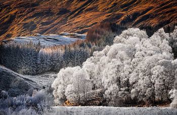 Highland Hoarfrost, Highlands, Scotland