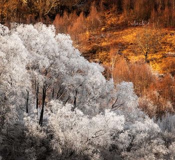 Early winter Hoarfrost, Scottish highlands