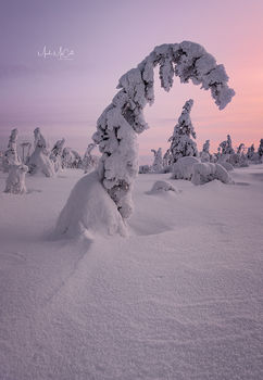 Weighed down, arctic Finland