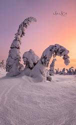 Frozen forest at Dawn, Finland