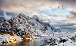 Lofoten gold