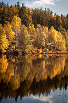 Cannich birch, near Glen Cannich, Highlands, Scotland