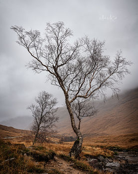 Highland birch, Scottish Highlands