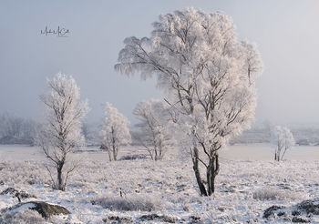 Hoarfrost on birches, Loch Ba, Rannoch Moor, Glencoe, Scotland