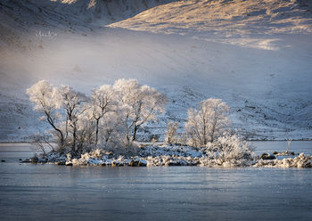 Hoarfrosted trees, Lochan na h-achlaise, Rannoch Moor, Glencoe, Scotland