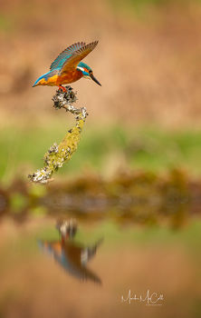 Kingfisher stretching wings, Dumfries and Galloway