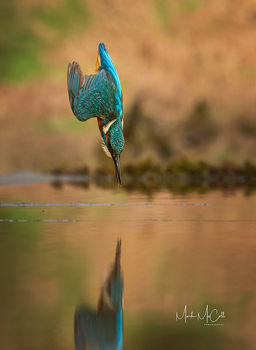 Torpedo...diving Kingfisher