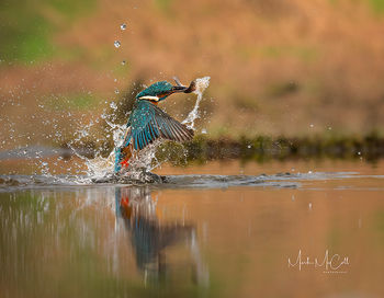 The eyes have it.....Kingfisher emerging with minnow