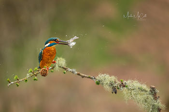 Give it a shake...Kingfisher with minnow